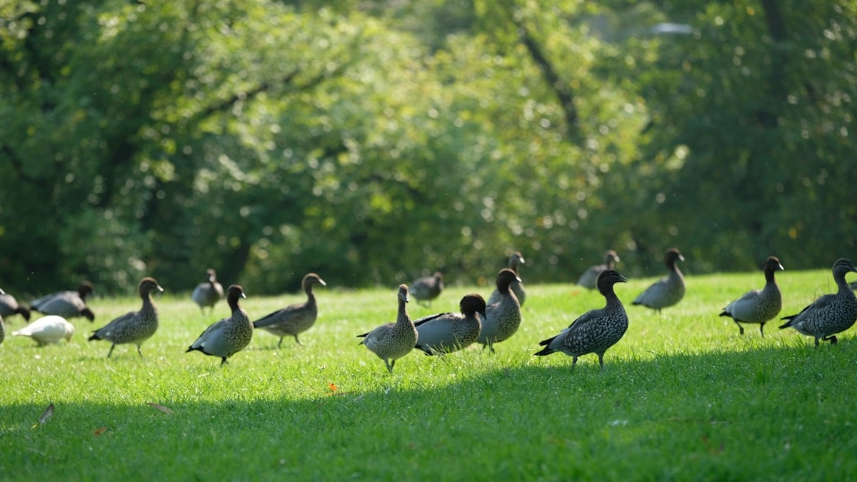 flock of geese on green grass field during daytime